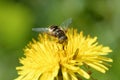 A hoverfly collects pollen from a dandelion flower Royalty Free Stock Photo