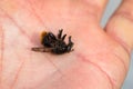 Hoverfly, Criorhina ranuculi male, sedated in a hand, mouth parts visible