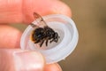 Hoverfly, Criorhina ranuculi male, sedated in a plastic cover, mouth parts visible