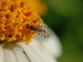 A Hoverfly On A Daisy Flower Royalty Free Stock Photo