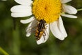Hoverfly on daisy Royalty Free Stock Photo