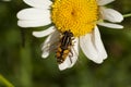 Hoverfly on daisy