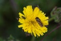 Close up photo of marmalade hoverfly on dandelion, with another insect burrowing in the petals. . Royalty Free Stock Photo