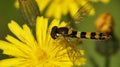 Hoverfly dandelion