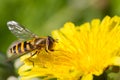 Hoverfly on dandelion Royalty Free Stock Photo