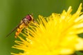 Hoverfly on dandelion Royalty Free Stock Photo