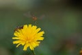 Marmalade hoverfly On Dandelion. (episyrphus balteatus) Royalty Free Stock Photo