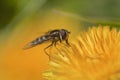 Hoverfly on Dandelion Flower Royalty Free Stock Photo