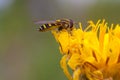 Hoverfly on a Dandelion Flower