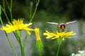 Hoverfly on dandelion flower. Slovakia