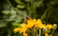 Hoverfly on dandelion flower. Slovakia