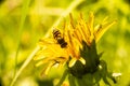 Hoverfly on dandelion Royalty Free Stock Photo