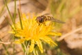 Hoverfly on a Dandelion