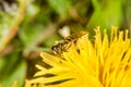 Hoverfly by a dandelion