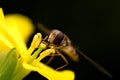 Hoverfly eating nectar