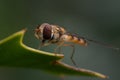 Hoverfly eating nectar