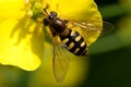 Hoverfly eating nectar