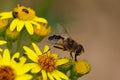 Hoverfly Eating Pollen.