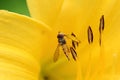 Hoverfly eating pollen side