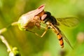 Hoverfly (Episyrphus balteatus) Royalty Free Stock Photo