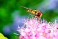 Hoverfly, Episyrphus balteatus, on pink blossom