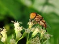 Hoverfly or eristalinus sucking nectar from flower