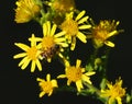 Hoverfly - Eristalinus taeniops feeds on Common ragwort flowers Royalty Free Stock Photo