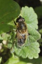 Hoverfly - Eristalis pertinax