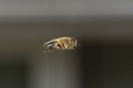 Hoverfly - Eristalis pertinax