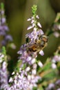 Hoverfly - Eristalis pertinax