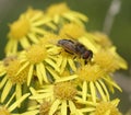 Hoverfly - Eristalis pertinax