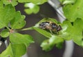 Hoverfly - Eristalis pertinax