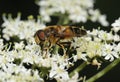 Hoverfly - Eristalis pertinax