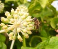 Hoverfly Eristalis Tenax from the Side on a Fatsia Flower