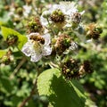 Hoverfly (Eupeodes corolae)