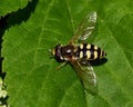 Hoverfly. Eupeodes corollae