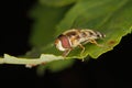 Hoverfly (Eupeodes corollae)