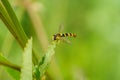 Hoverfly (Eupeodes latifasciatus) in the UK Royalty Free Stock Photo