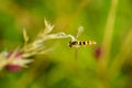 Hoverfly (Eupeodes latifasciatus) in the UK Royalty Free Stock Photo