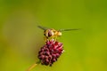 Hoverfly (Eupeodes latifasciatus) in the UK Royalty Free Stock Photo