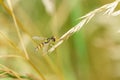 Hoverfly (Eupeodes latifasciatus) in the UK Royalty Free Stock Photo