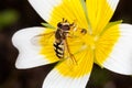 Hoverfly (Eupeodes luniger) a common insect flying species found in the UK feeding on the nectar of a poached egg plant