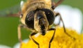 Hoverfly Face Close-up on Yellow Flower Royalty Free Stock Photo