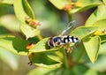 Hoverfly , family Syrphidae