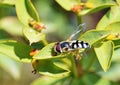 Hoverfly , family Syrphidae Royalty Free Stock Photo