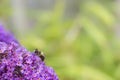 Hoverfly feeding on Buddleia flower. Copy space. Royalty Free Stock Photo