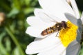 Hoverfly feeding on daisy blossom, close up shot Royalty Free Stock Photo