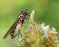 Hoverfly feeding Royalty Free Stock Photo