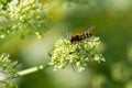 Hoverfly feeding on nectar from yarrow flower Royalty Free Stock Photo