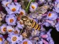 Hoverfly feeding on pollen blue buddleia flower Royalty Free Stock Photo